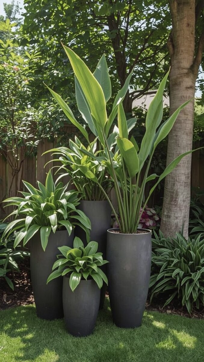 Three tall dark charcoal planters with hostas and tropical foliage arranged on green lawn beside tree trunks