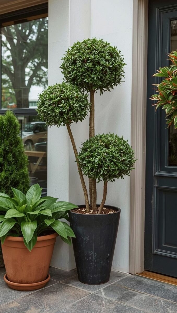 Triple ball topiary in black pot beside front door with hosta plant in terracotta pot on stone patio