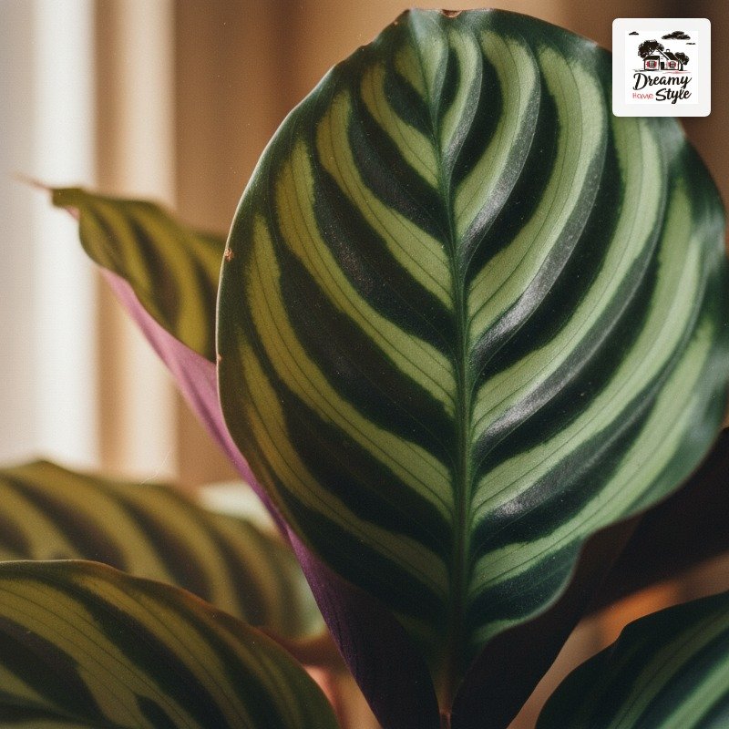 Calathea: Moody, Patterned, and Absolutely Stunning
