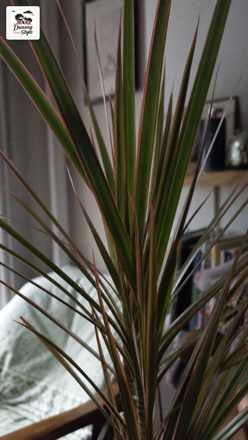 Dracaena: Tall, Structural, and Incredibly Low Drama