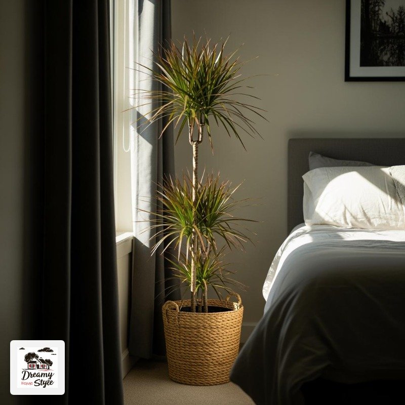 Dracaena: Tall, Structural, and Incredibly Low Drama