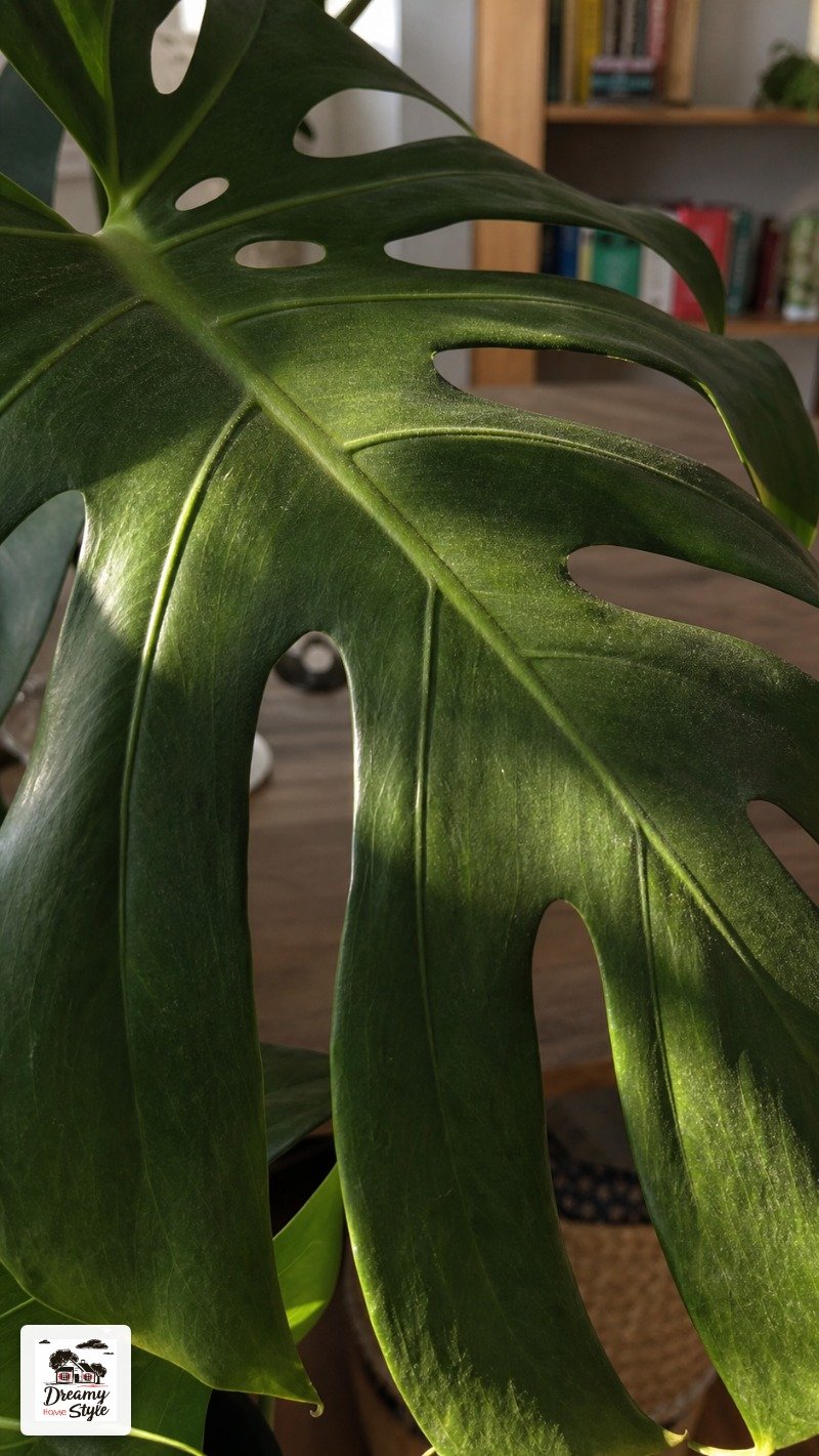Monstera Deliciosa: My Most-Complimented Plant