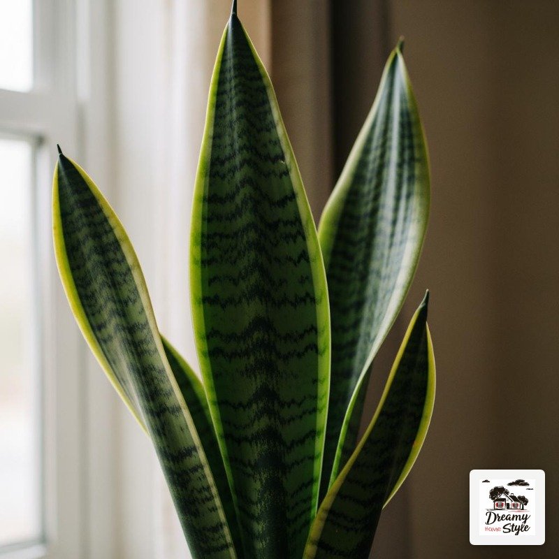 Snake Plant: The One I Recommend to Everyone