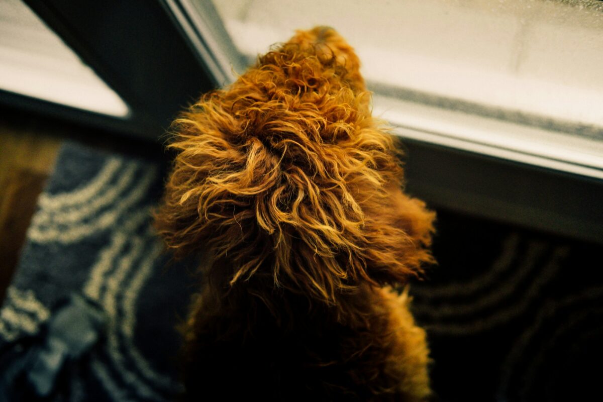 A curly brown dog standing on a dark striped mat, looking out the window
