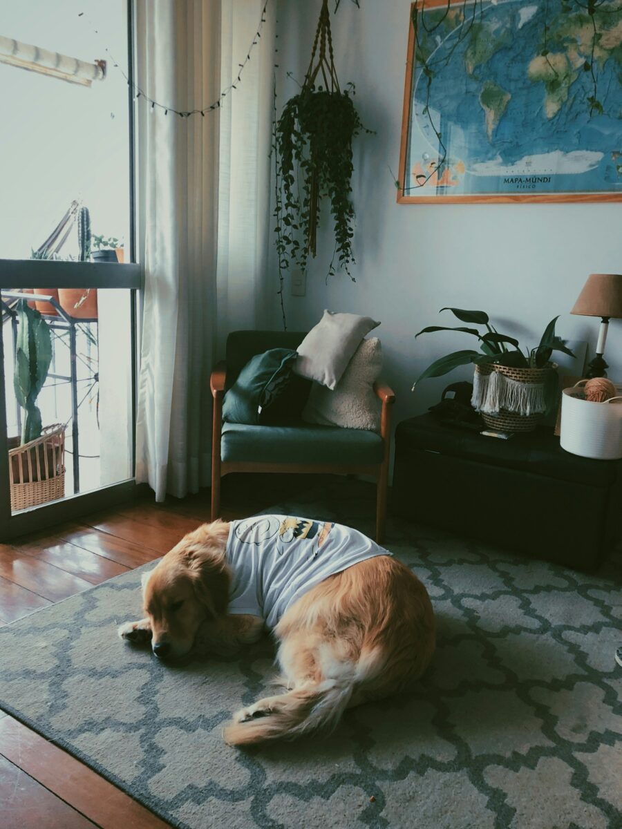 A golden retriever in a T-shirt asleep on a gray and white trellis rug in a sunny living room