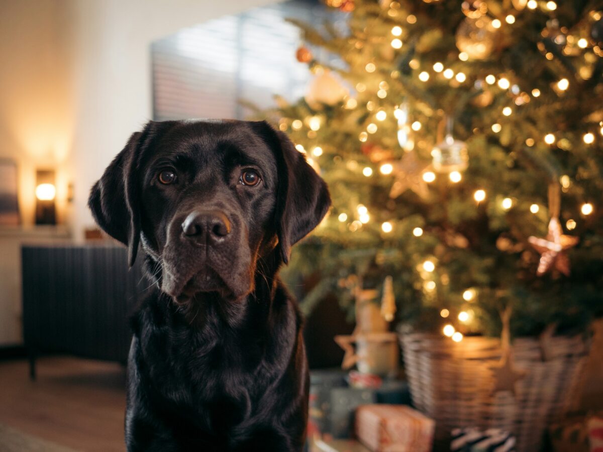 A black Labrador sitting in front of a decorated Christmas tree with a basket and wrapped gifts