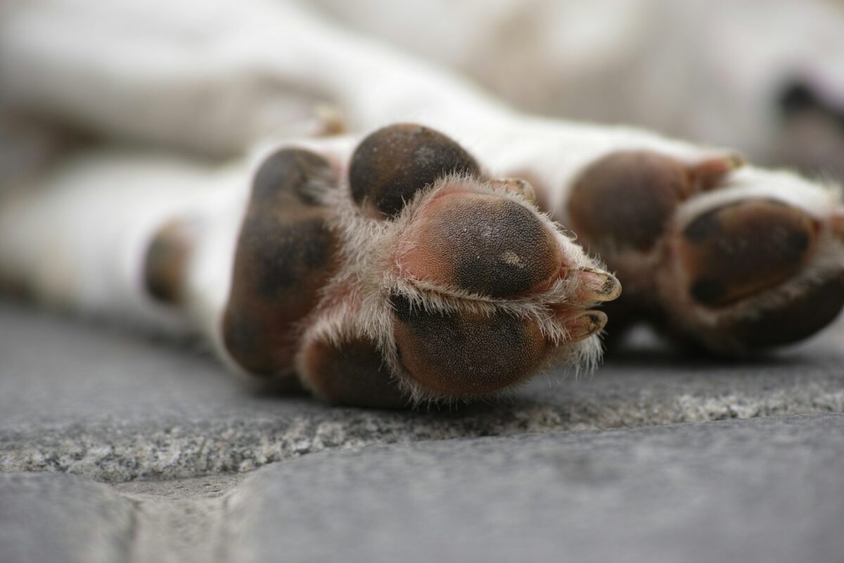Close-up of a resting dog's paw pads and claws on a gray stone floor