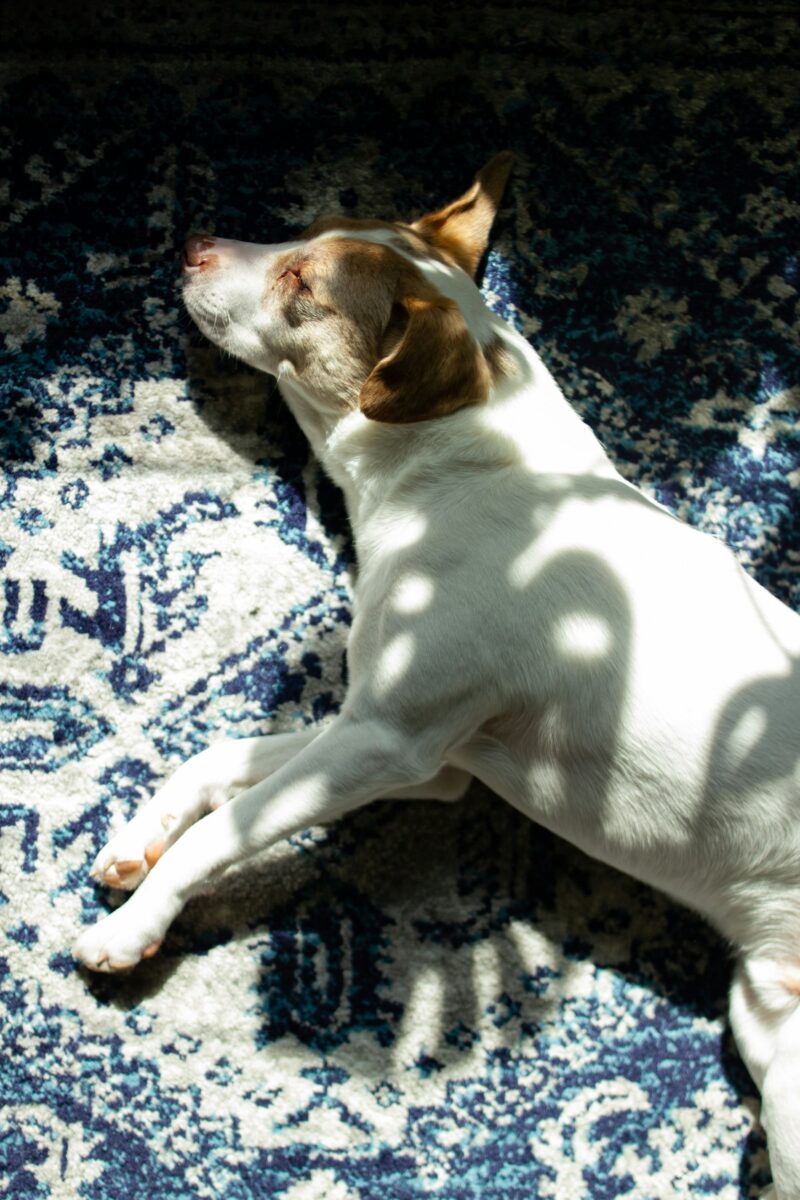 A white and tan dog asleep in a patch of sun on a low blue and white patterned rug