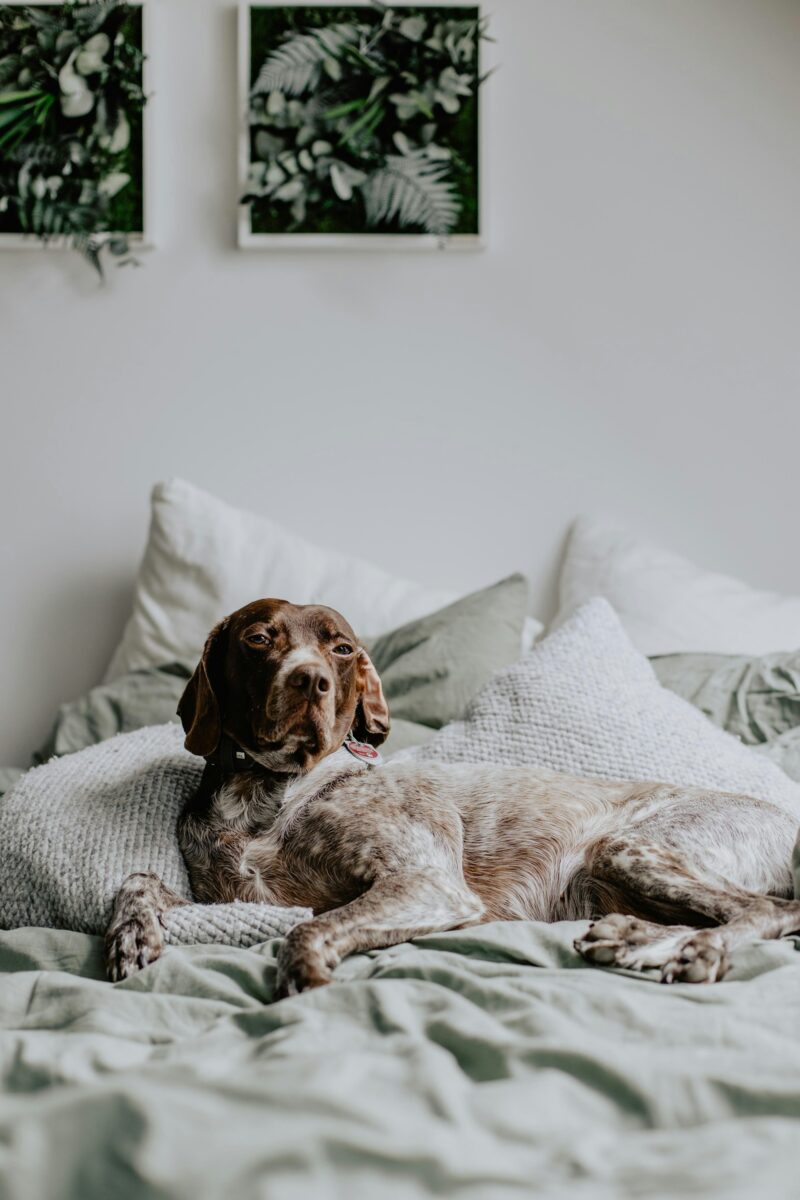 Pointer-type dog lying on rumpled sage green linen bedding with a white chunky knit pillow and framed greenery art above the bed