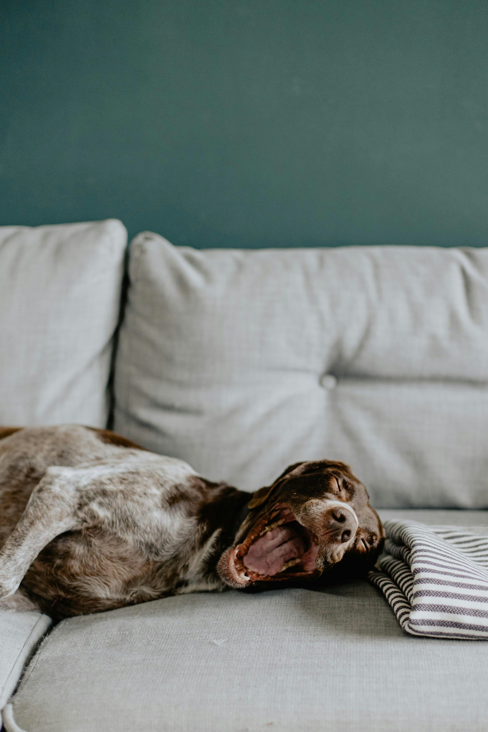 Pet-Friendly Living Room Ideas That Still Look Grown-Up