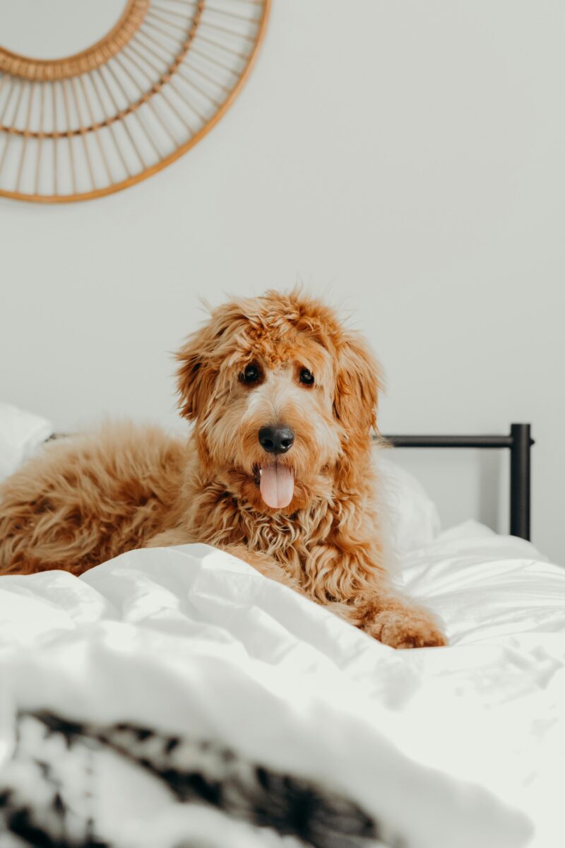 Golden curly-coated dog lying on a white duvet on a black metal bed in front of a rattan sunburst mirror