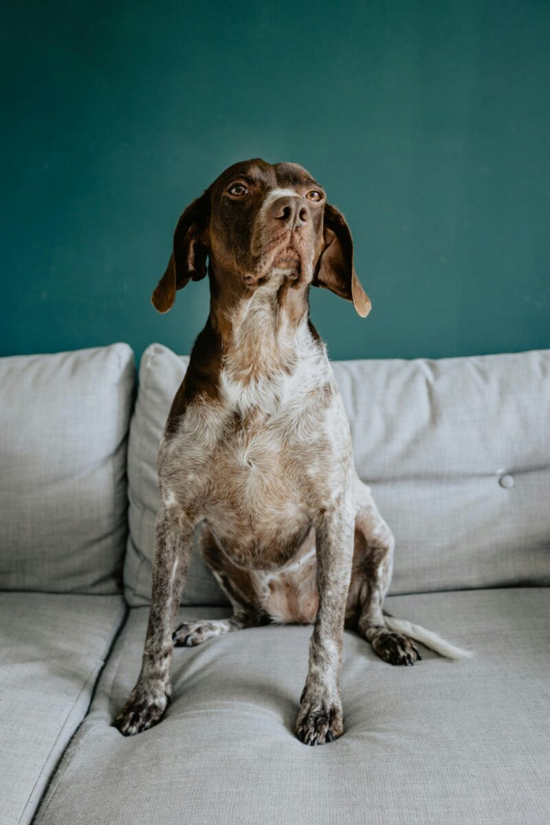 The same liver and white dog sitting upright on the light gray woven sofa with its paws and claws resting on the cushion, teal wall behind