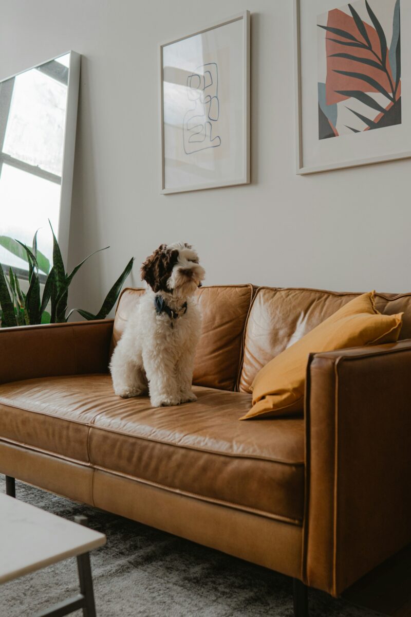 Curly white and brown puppy lying on a creased cognac leather sofa with a mustard pillow, a snake plant, a leaning mirror and framed prints behind