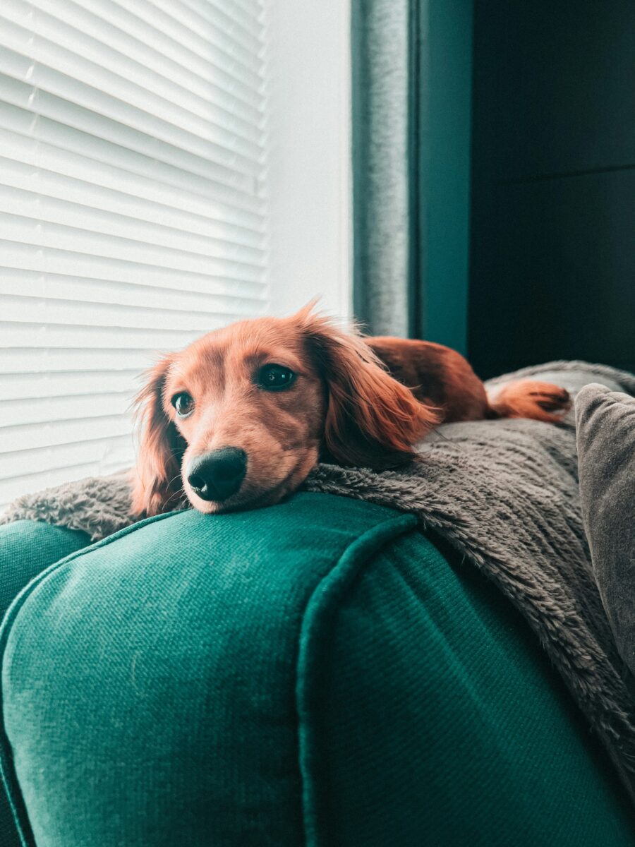 Long-haired red small dog resting its chin on the arm of an emerald velvet-look sofa, lying on a gray sherpa throw draped over the sofa back beside a window with blinds