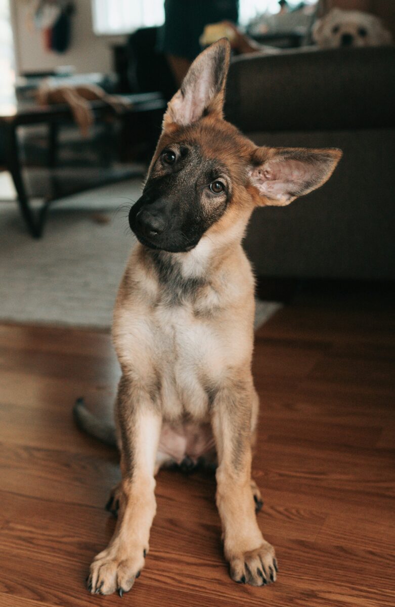 Shepherd-type puppy tilting its head on a reddish wood floor with its claws visible, a shaggy rug and a dark sofa behind it